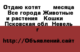 Отдаю котят. 1,5 месяца - Все города Животные и растения » Кошки   . Псковская обл.,Невель г.